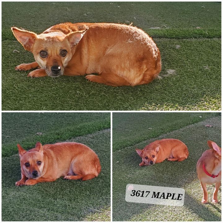 3617 Maple, an adoptable Chihuahua Mix in Phoenix, AZ_image-1