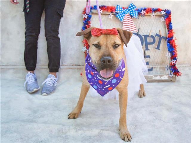 TRIXIE, an adoptable Fox Terrier & Patterdale Terrier / Fell Terrier Mix in Mesa, AZ_image-1