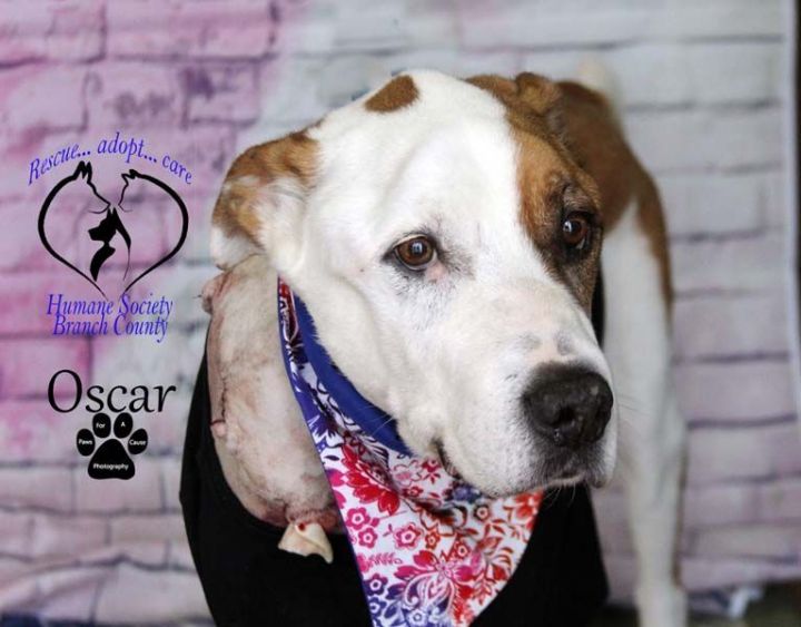 Oscar--SEE VIDEO--IN TRAINING, an adoptable Labrador Retriever in Quincy, MI_image-3