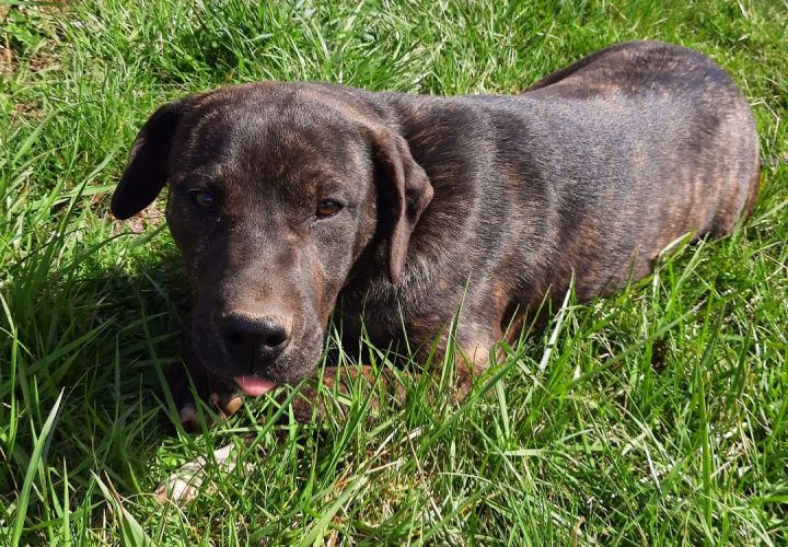 Bowie - foster care, an adoptable Mountain Cur & Mastiff Mix in Sulphur, KY_image-3