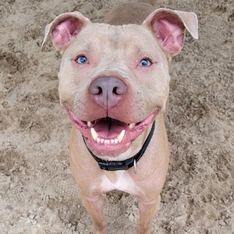 Smiley, an adoptable American Staffordshire Terrier Mix in Green Cove Springs, FL_image-1