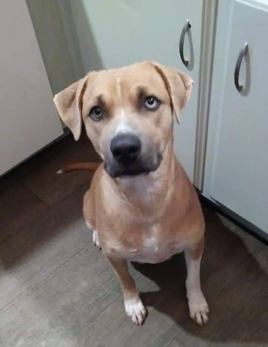Naomi, an adopted Black Mouth Cur & Terrier Mix in Vancouver, WA_image-2