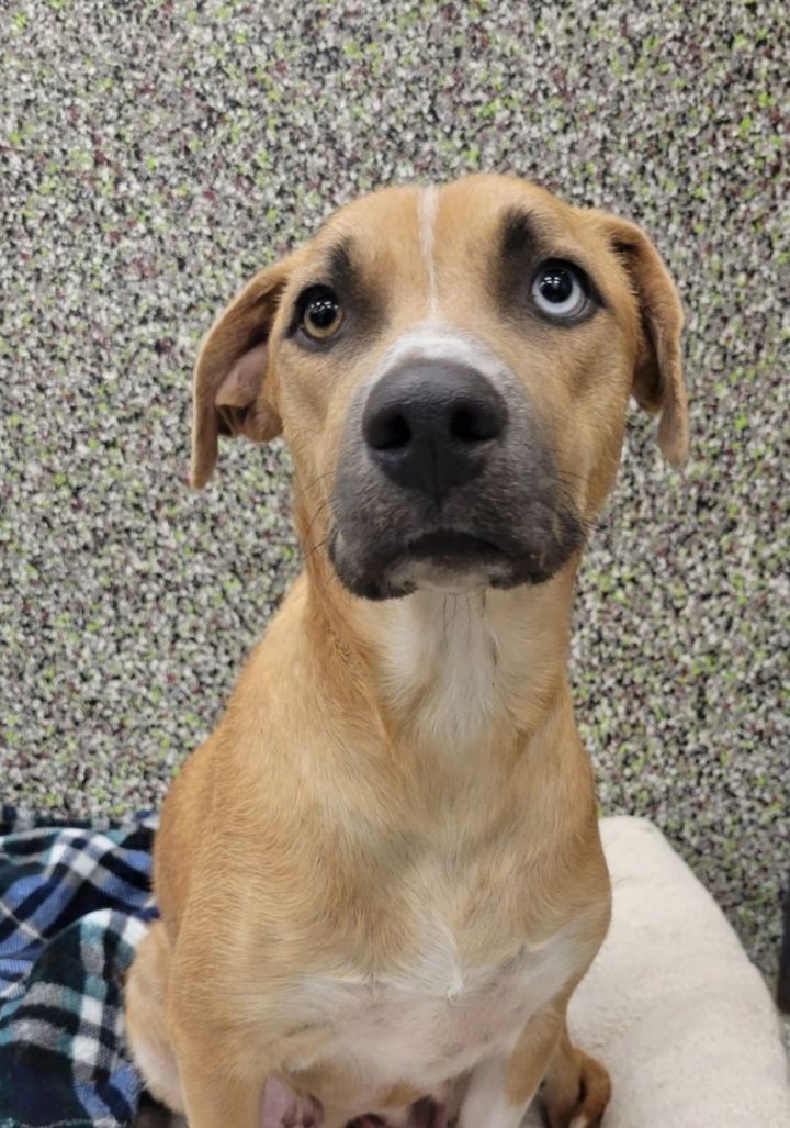 Naomi, an adopted Black Mouth Cur & Terrier Mix in Vancouver, WA_image-1