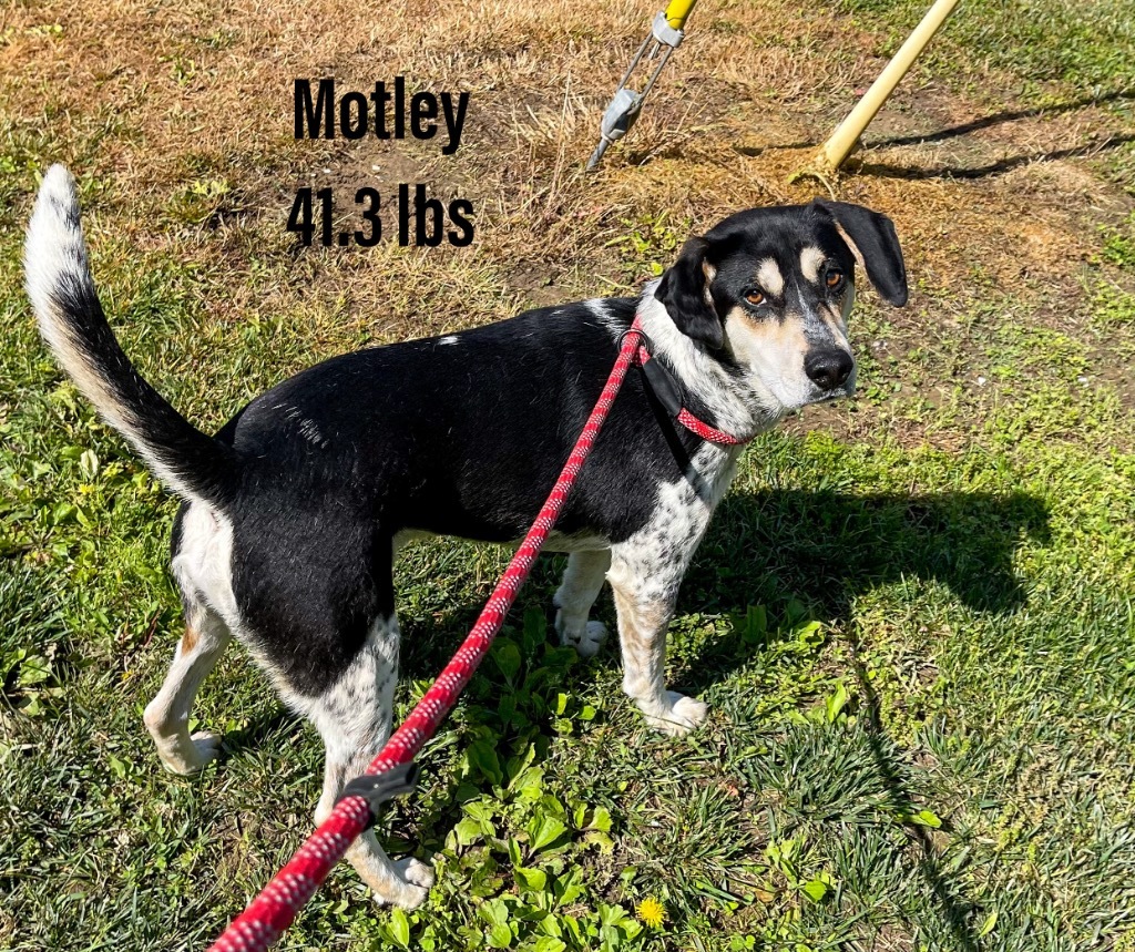 Motley