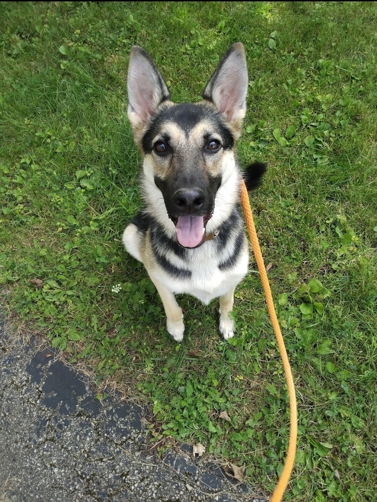 Helena, an adoptable German Shepherd Dog in Fredonia, WI, 53021 | Photo Image 1