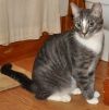 Howie - NC photo 1