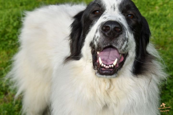 Mindy(Jupi)'s Story, an adopted Great Pyrenees in Kiowa, OK_image-5