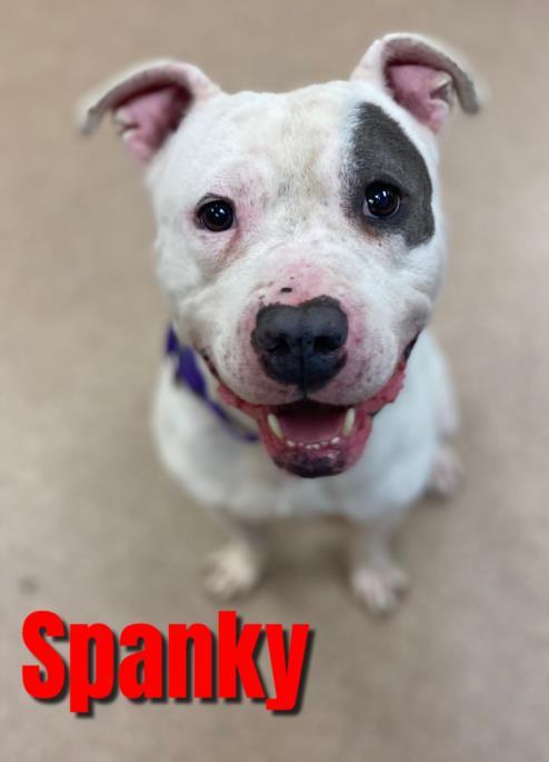 SPANKY, an adoptable Pit Bull Terrier in Saginaw, MI, 48602 | Photo Image 1