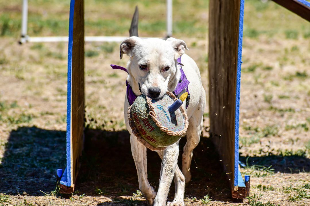 Journey, an adoptable Mixed Breed in Mayer, AZ, 86333 | Photo Image 1