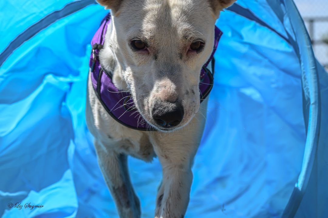 Journey, an adoptable Mixed Breed in Mayer, AZ, 86333 | Photo Image 2