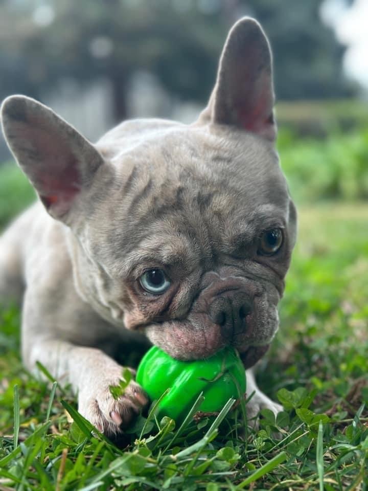 Dog for adoption - COOKIE!!, a French Bulldog in Citrus Heights, CA