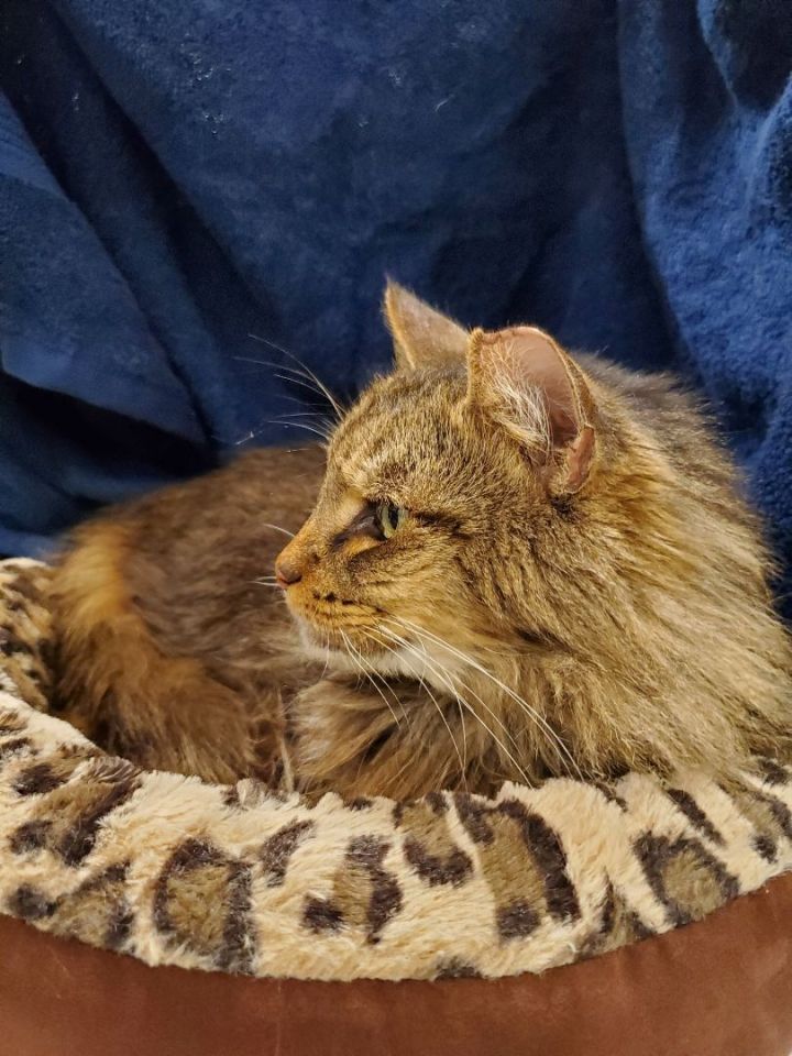 🦊FOXXY LADY🦊 MAINE COON MIX Foxxy - Saving Hope Rescue
