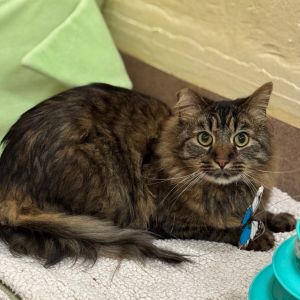 Im Jack Daniels Once you meet me I promise you will not get enough of me Im a dapper looking