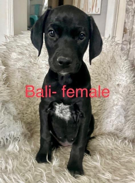 Puppy - Bali, an adoptable Doberman Pinscher & German Shorthaired Pointer Mix in Minneapolis, MN_image-1