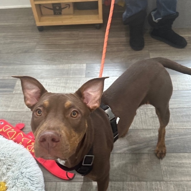 Doberman and pitbull store mix