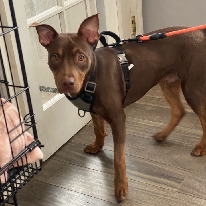 Doberman mixed with store pitbull