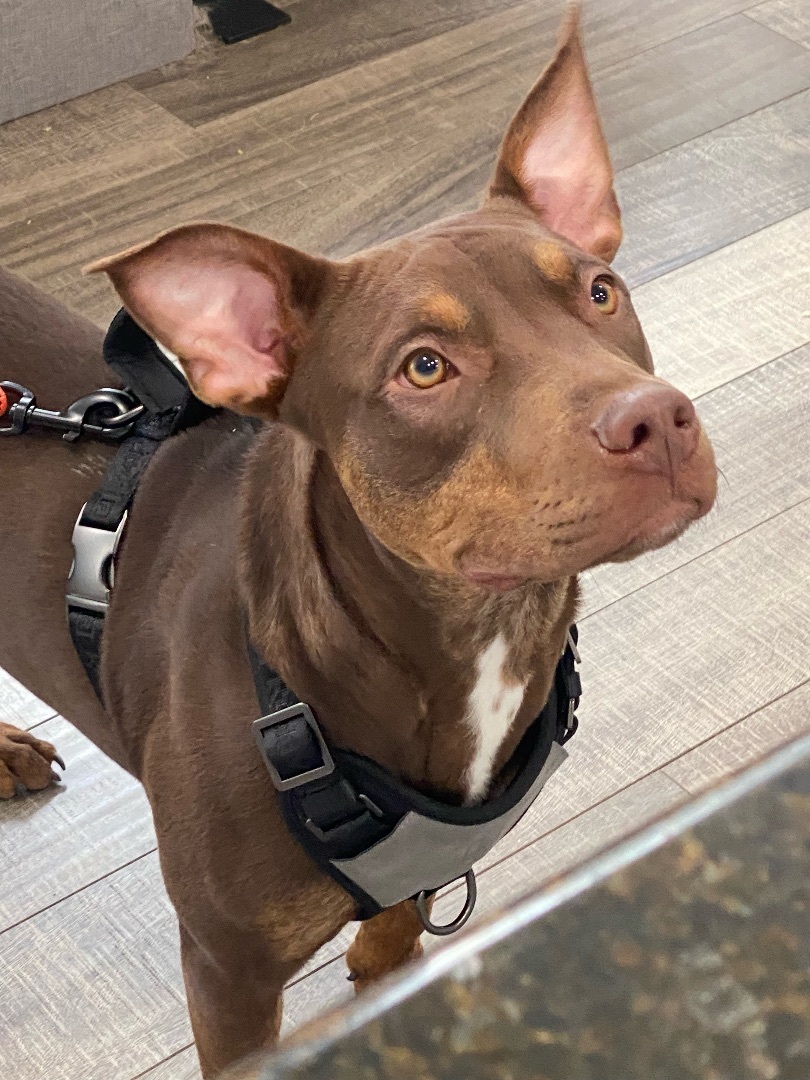 doberman bull terrier mix