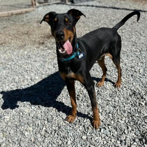 Ace, an adoptable Doberman Pinscher in Wake Forest, NC_image-3