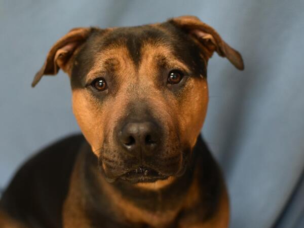 Sir Maximus Prime, an adoptable Rottweiler Mix in Portland, OR_image-1