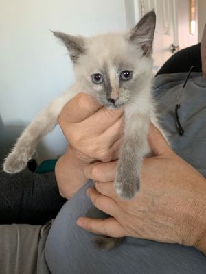 Heidi