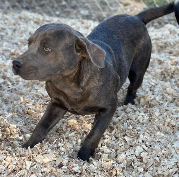 Toby, an adoptable American Bulldog in Troy, AL_image-2