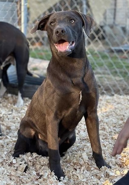 Toby, an adoptable American Bulldog in Troy, AL_image-3