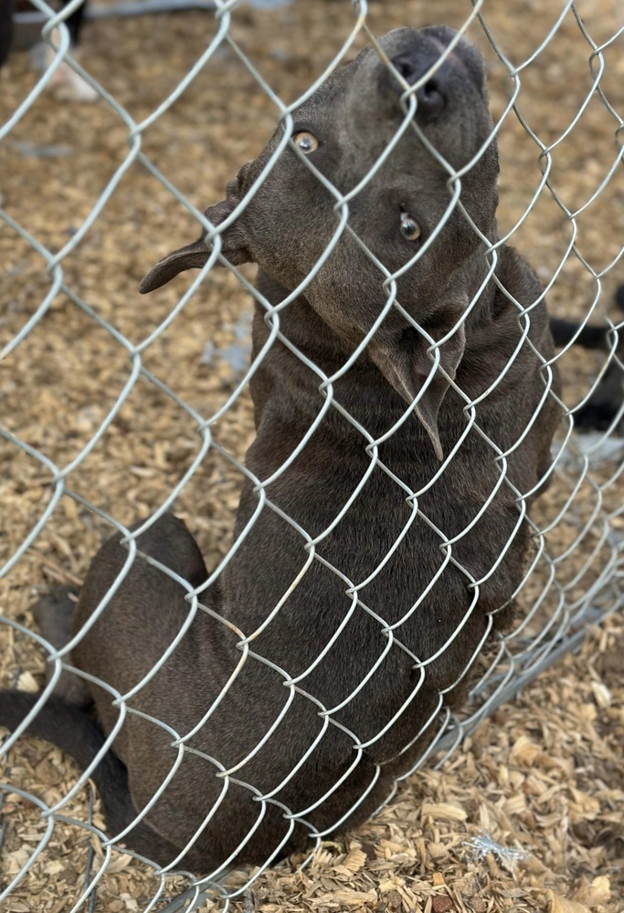 Toby, an adoptable American Bulldog in Troy, AL_image-5