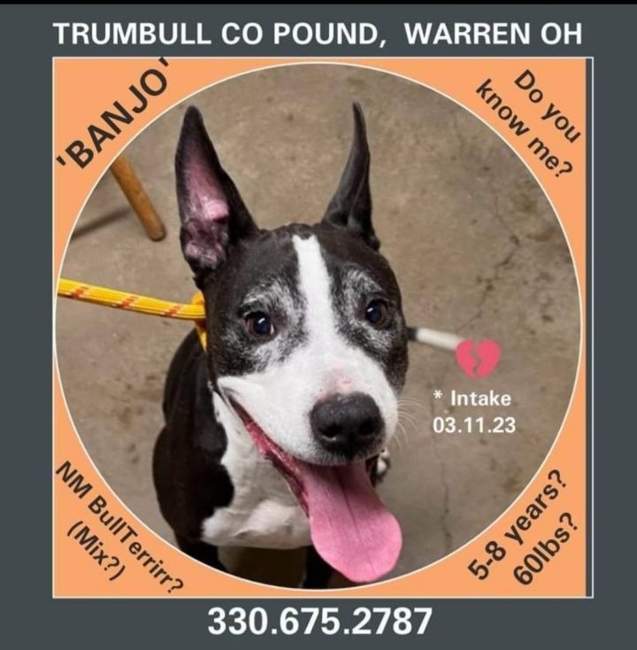 Banjo, an adoptable Pit Bull Terrier Mix in Warren, OH_image-1