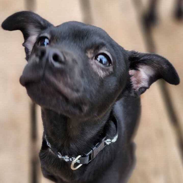 Rook , an adoptable Chihuahua Mix in Springfield, MO_image-1