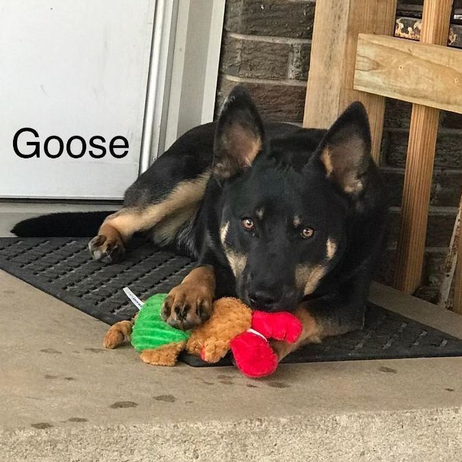 Goose 2