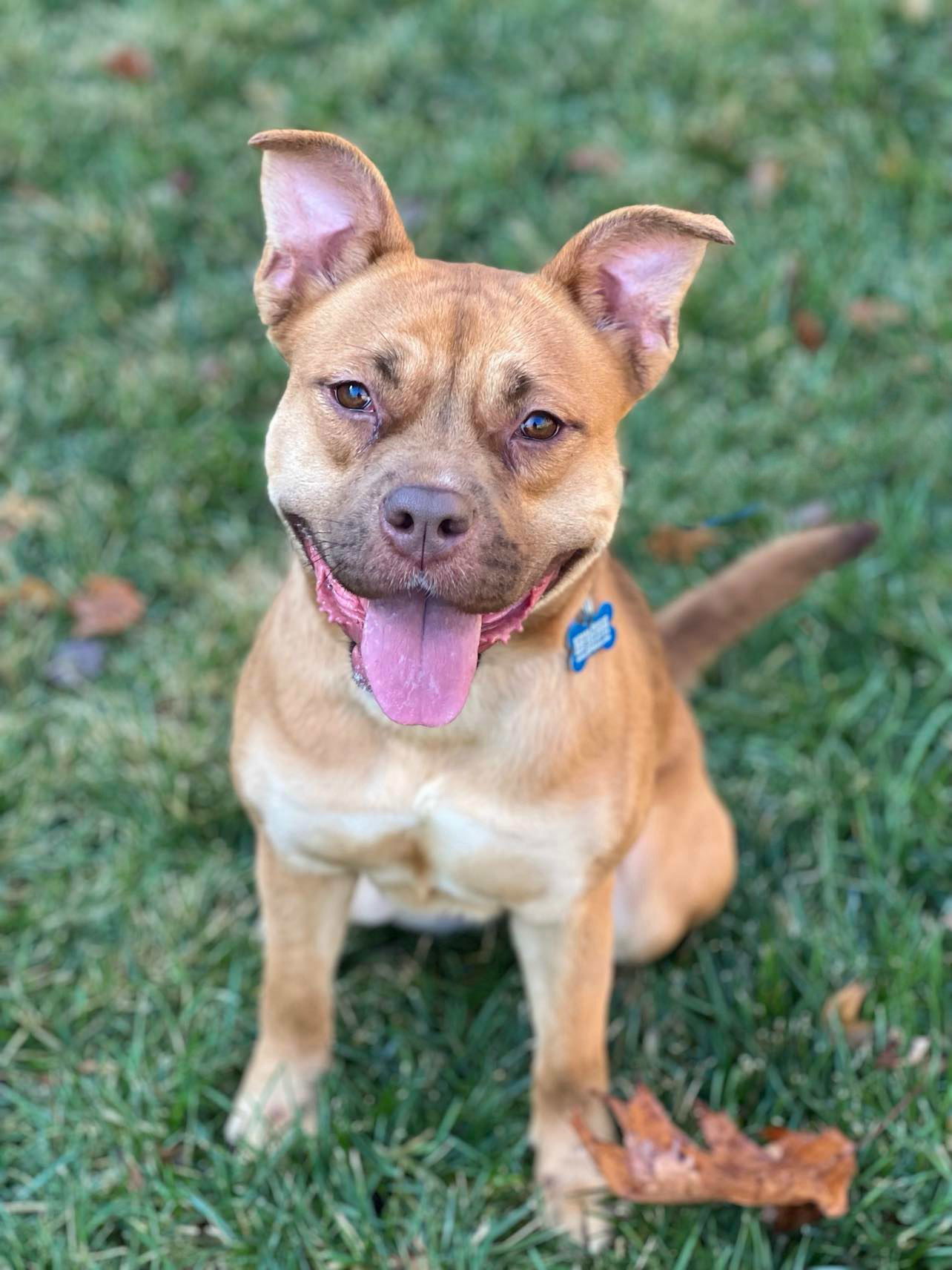 Muffin, an adoptable American Bulldog, Shar-Pei in Spring Lake, NJ, 07730 | Photo Image 1