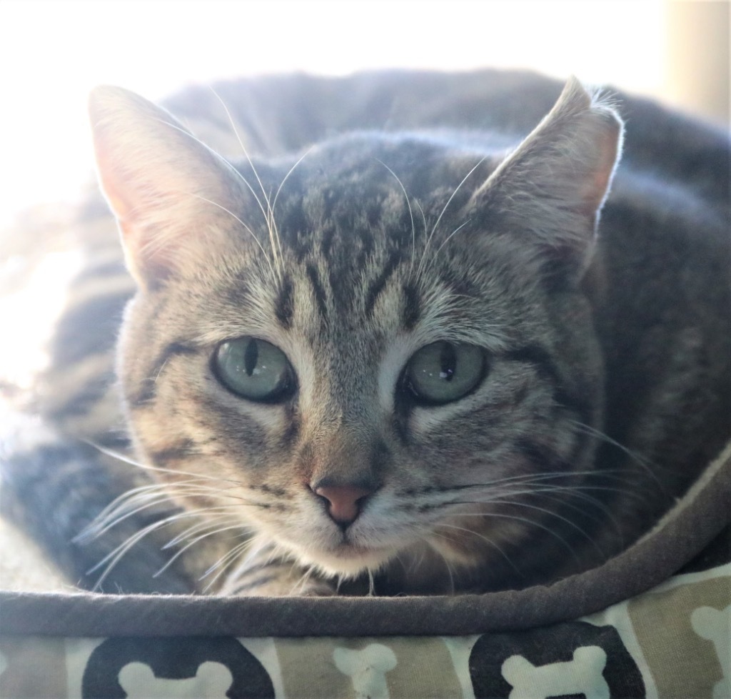 Phantom 20, an adoptable Tabby, Domestic Short Hair in Brookhaven, MS, 39601 | Photo Image 5