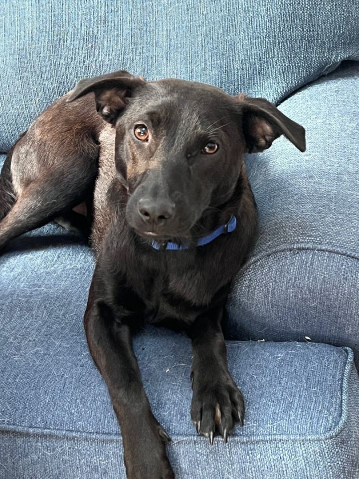 Koda, an adoptable Labrador Retriever Mix in Rochester, NY_image-3