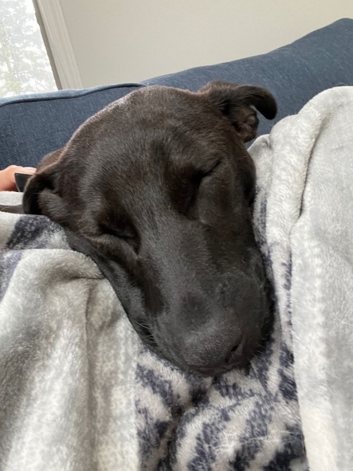 Koda, an adoptable Labrador Retriever Mix in Rochester, NY_image-5