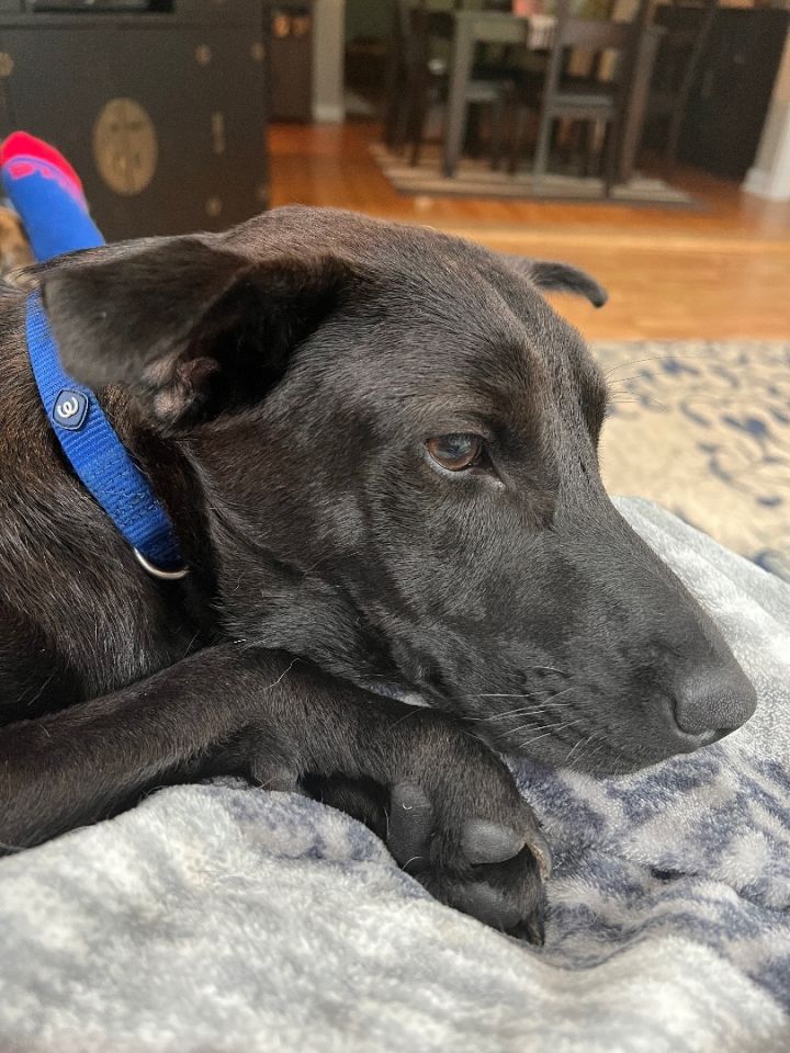 Koda, an adoptable Labrador Retriever Mix in Rochester, NY_image-1