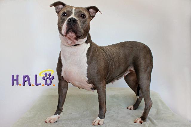 Bella, an adoptable Pit Bull Terrier in Sebastian, FL, 32958 | Photo Image 2