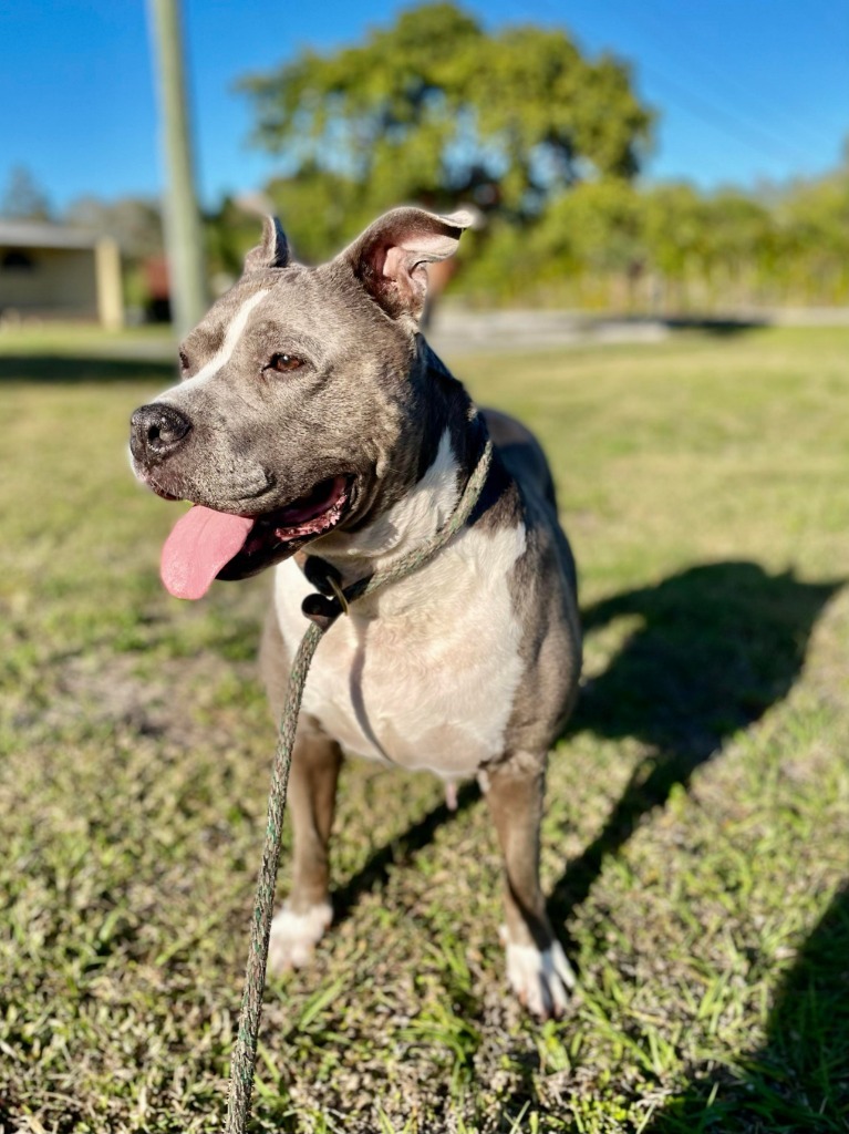 Bella, an adoptable Pit Bull Terrier in Sebastian, FL, 32958 | Photo Image 3
