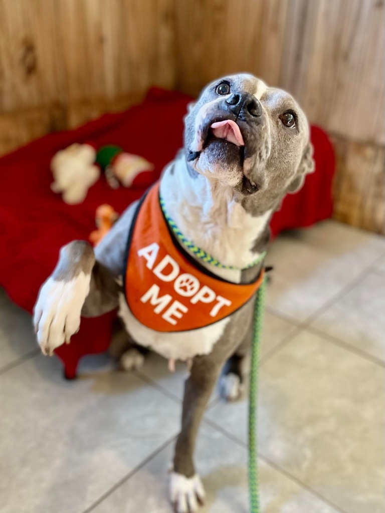 Bella, an adoptable Pit Bull Terrier in Sebastian, FL, 32958 | Photo Image 4