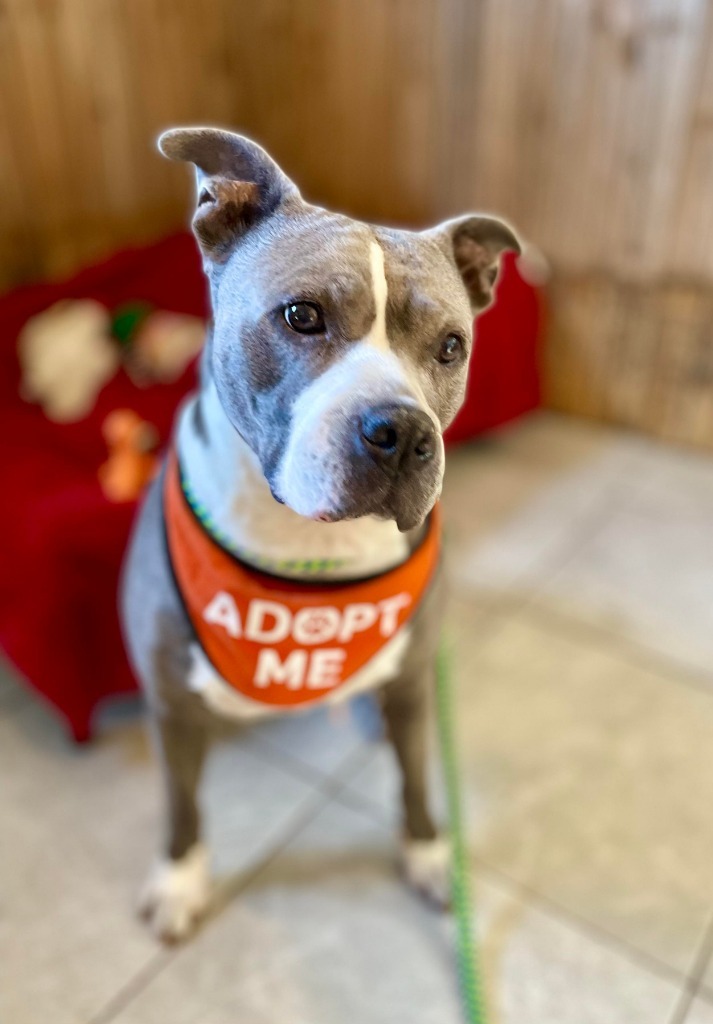 Bella, an adoptable Pit Bull Terrier in Sebastian, FL, 32958 | Photo Image 5