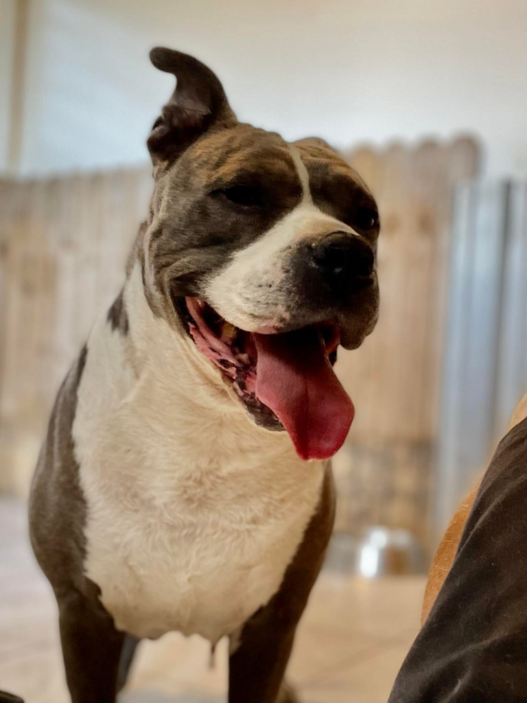 Bella, an adoptable Pit Bull Terrier in Sebastian, FL, 32958 | Photo Image 6