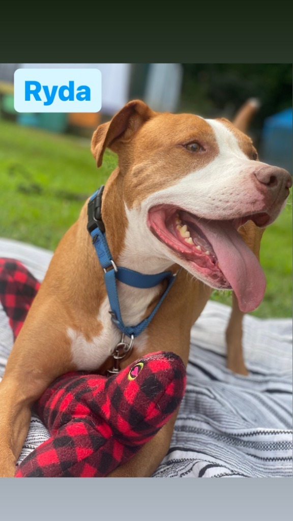 Ryda, an adoptable Pit Bull Terrier in Berlin, MD, 21811 | Photo Image 1