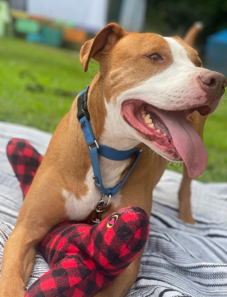 Ryda, an adoptable Pit Bull Terrier in Berlin, MD, 21811 | Photo Image 1