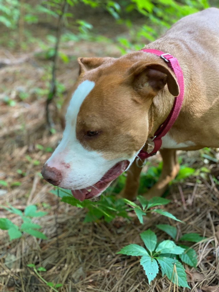 Ryda, an adoptable Pit Bull Terrier in Berlin, MD, 21811 | Photo Image 2