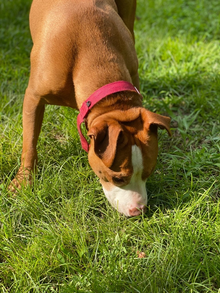 Ryda, an adoptable Pit Bull Terrier in Berlin, MD, 21811 | Photo Image 3