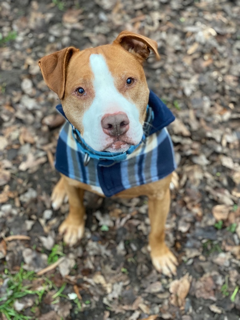 Ryda, an adoptable Pit Bull Terrier in Berlin, MD, 21811 | Photo Image 4