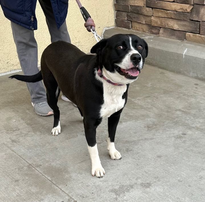 Border collie american store staffordshire terrier mix