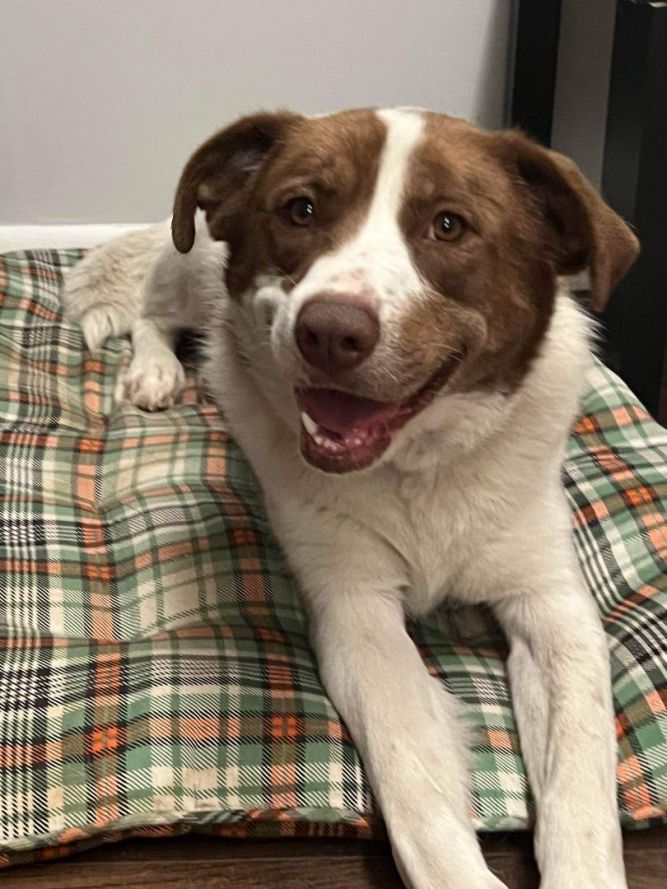 Darcy in NH 