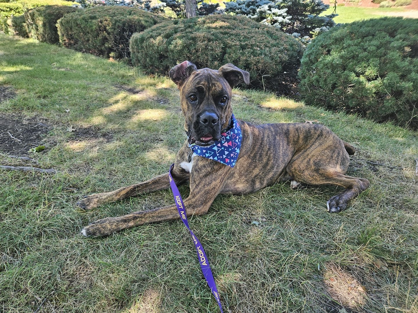 Rocky, an adoptable Boxer, Neapolitan Mastiff in Stanwood, WA, 98292 | Photo Image 1