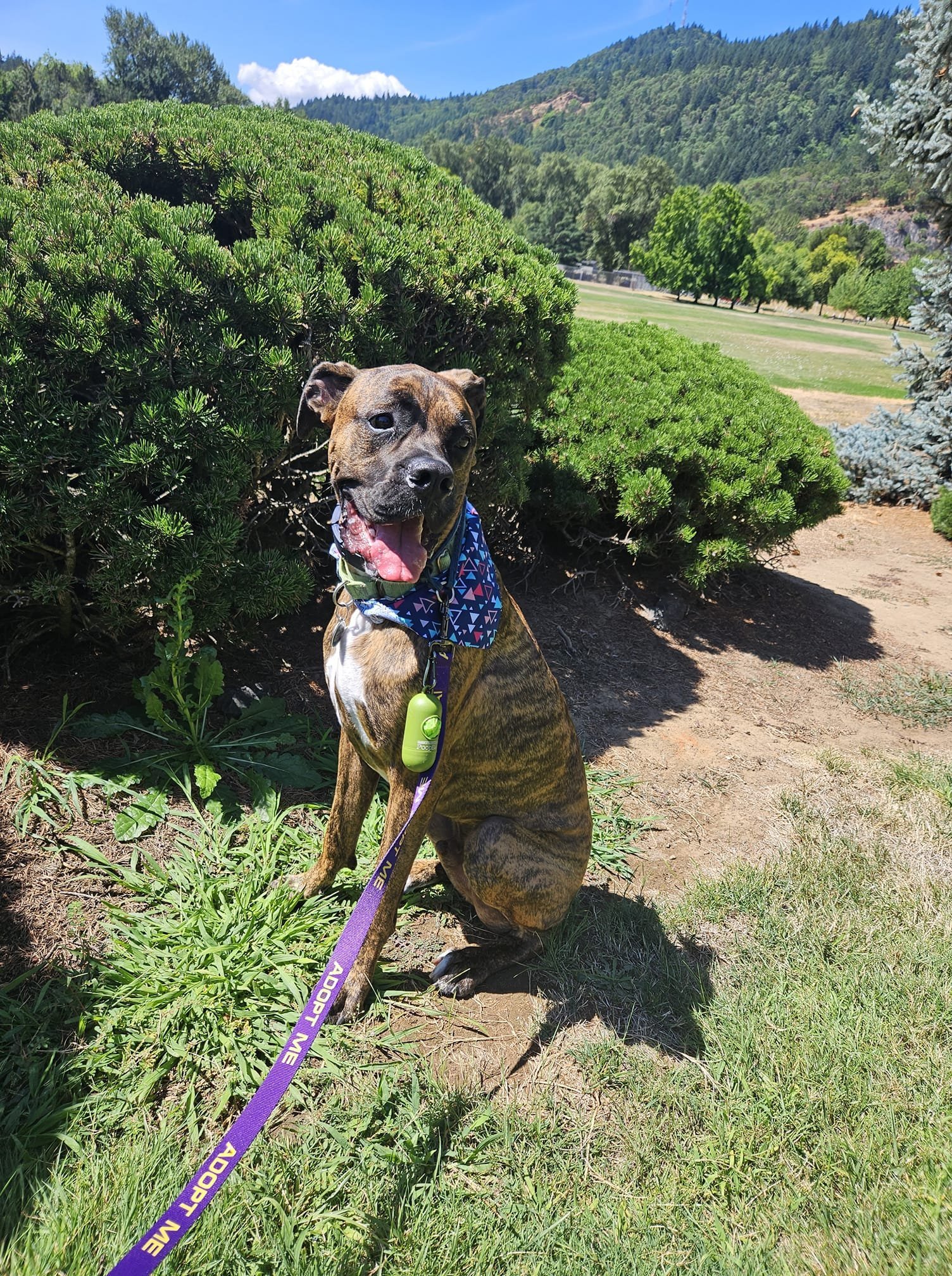 Rocky, an adoptable Boxer, Neapolitan Mastiff in Stanwood, WA, 98292 | Photo Image 2