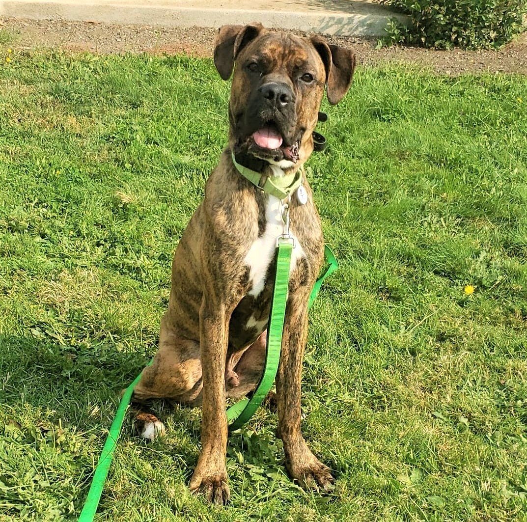 Rocky, an adoptable Boxer, Neapolitan Mastiff in Stanwood, WA, 98292 | Photo Image 3